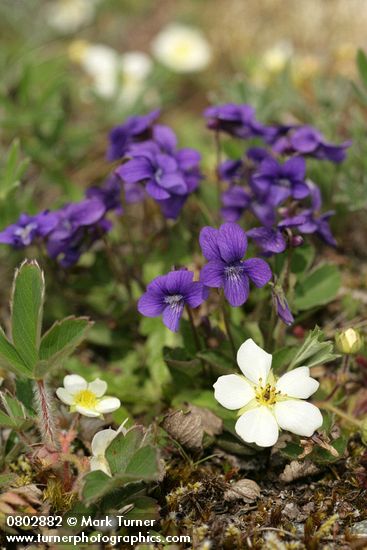 Viola adunca; Fragaria virginiana