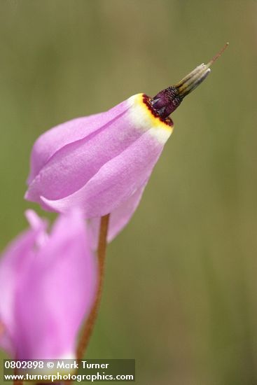 Dodecatheon hendersonii
