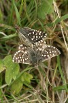 Two-banded Checkered Skipper butterflies mating