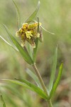 Mission Bells (Checker Lily) blossom & foliage