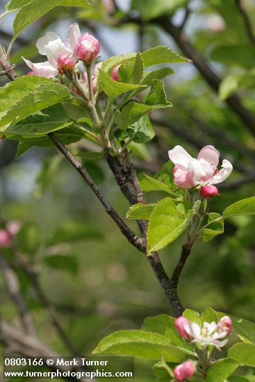 Malus pumila