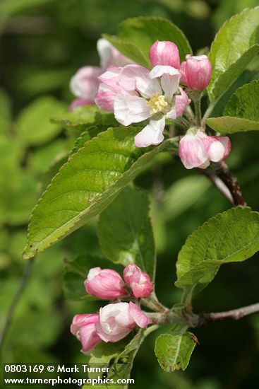 Malus pumila