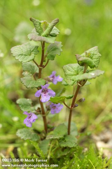 Glechoma hederacea