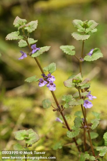 Glechoma hederacea