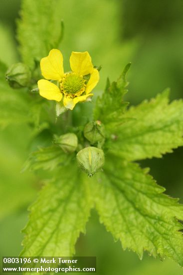 Geum macrophyllum