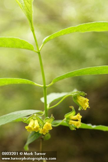 Lonicera involucrata
