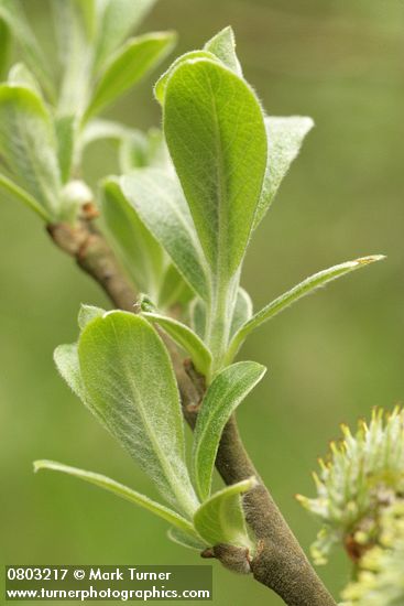 Salix sitchensis