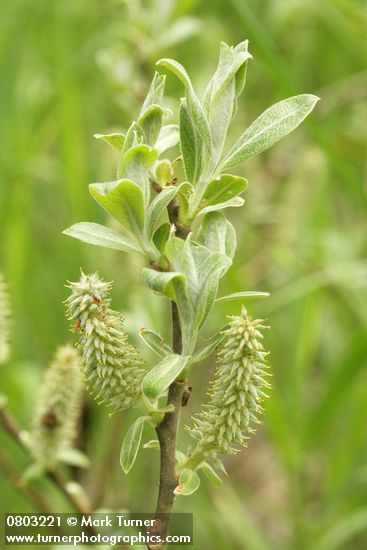 Salix sitchensis