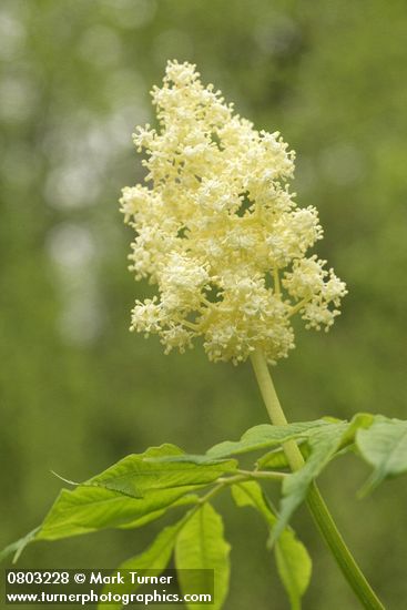 Sambucus racemosa