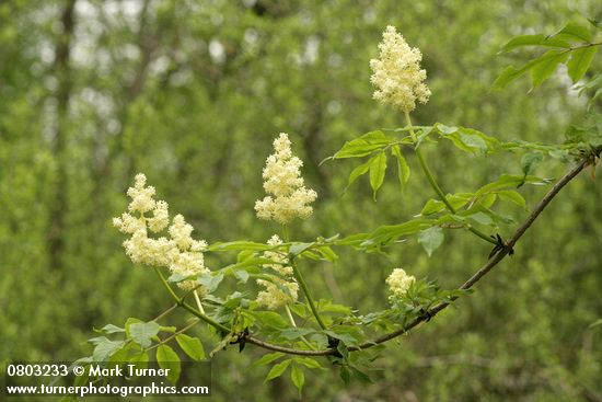 Sambucus racemosa