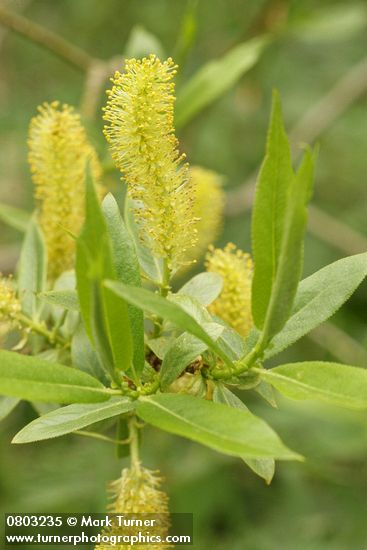 Salix lasiandra var. lasiandra (Salix lucida ssp. lasiandra)