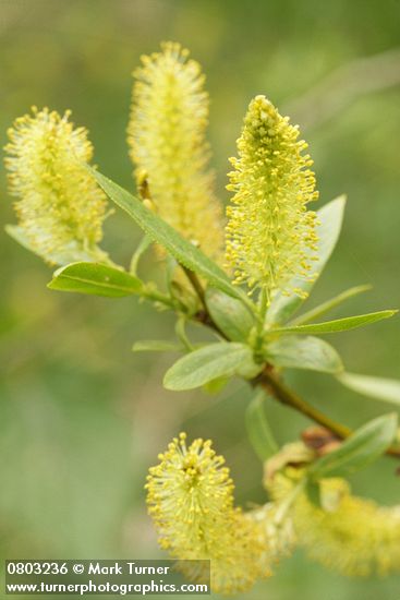 Salix lasiandra var. lasiandra (Salix lucida ssp. lasiandra)