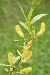 Shining Willow (Pacific Willow) male catkins & foliage