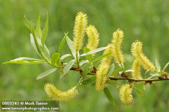 Salix lasiandra var. lasiandra (Salix lucida ssp. lasiandra)