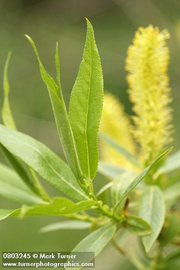 Salix lasiandra var. lasiandra (Salix lucida ssp. lasiandra)