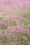 Sea Blush carpets sandy soil near beach