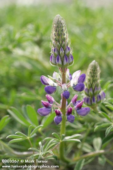 Lupinus littoralis