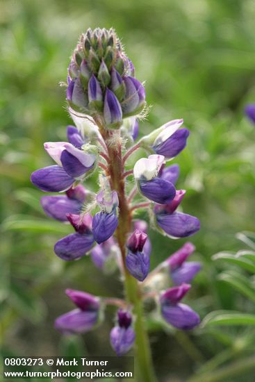 Lupinus littoralis