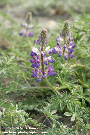 Lupinus littoralis