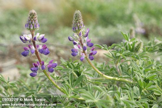 Lupinus littoralis
