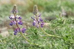 Seashore Lupine