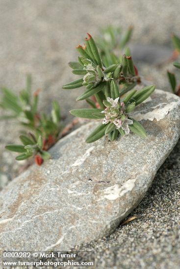 Polygonum paronychia