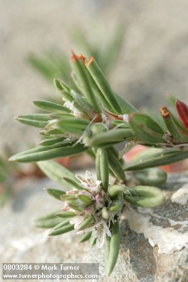Polygonum paronychia