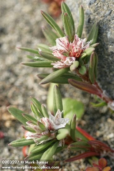Polygonum paronychia