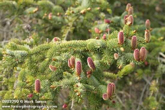 Picea sitchensis