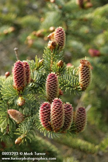Picea sitchensis
