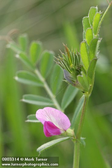 Vicia sativa