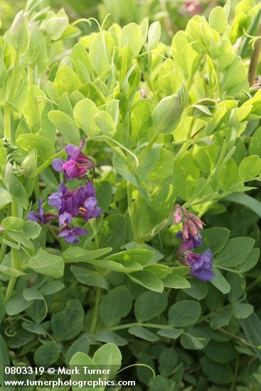 Lathyrus japonicus