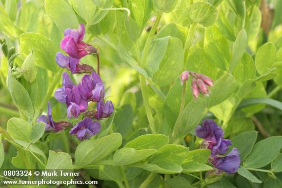 Lathyrus japonicus