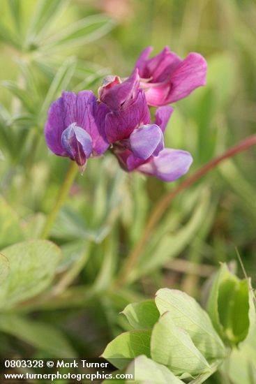 Lathyrus japonicus
