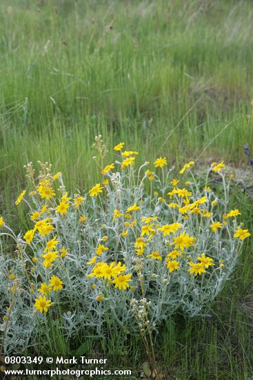 Eriophyllum lanatum