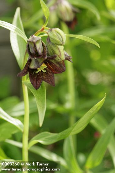 Fritillaria camschatcensis