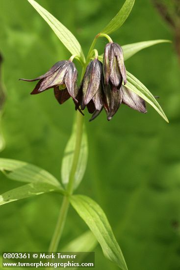 Fritillaria camschatcensis