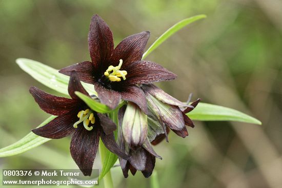 Fritillaria camschatcensis