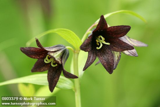Fritillaria camschatcensis