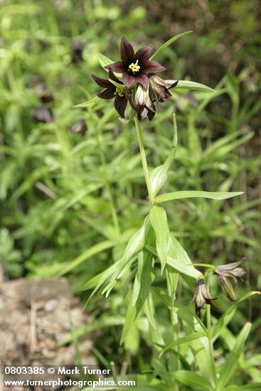 Fritillaria camschatcensis