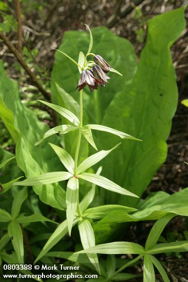Fritillaria camschatcensis