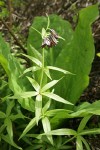 Black Lily against Skunk Cabbage foliage