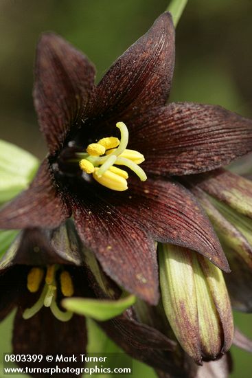 Fritillaria camschatcensis