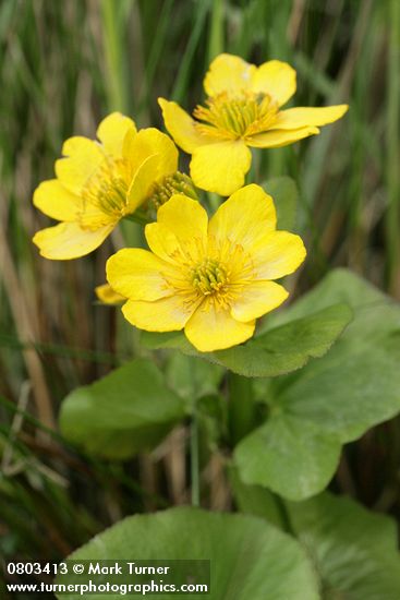 Caltha palustris var. palustris (C. asarifolia)