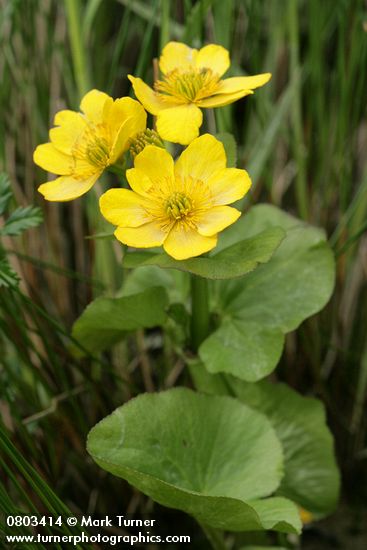Caltha palustris var. palustris (C. asarifolia)
