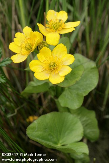 Caltha palustris var. palustris (C. asarifolia)