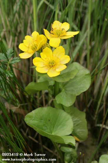 Caltha palustris var. palustris (C. asarifolia)