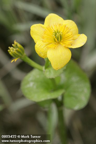 Caltha palustris var. palustris (C. asarifolia)