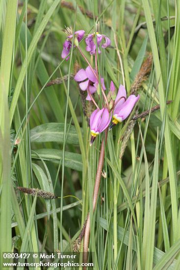 Dodecatheon pulchellum ssp. pulchellum (D. pauciflorum)