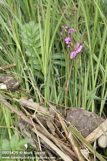 Dodecatheon pulchellum ssp. pulchellum (D. pauciflorum)